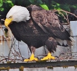 eagle closeup